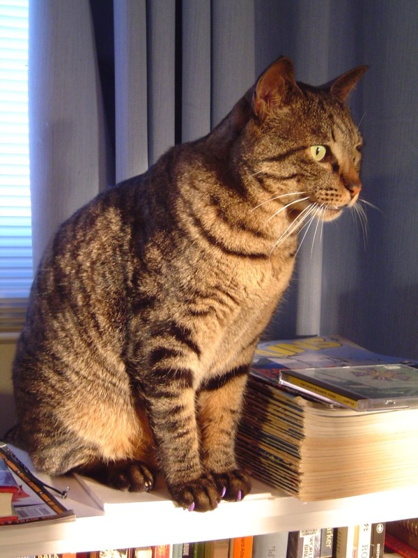 His Royal Highness Bonkers