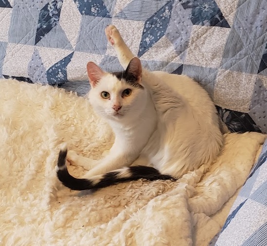 image of a cat with its leg lifted over its head looking surprised