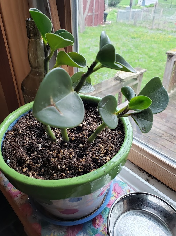 image: a succulent houseplant, genus unknown, in a decorative pot on a windowsill