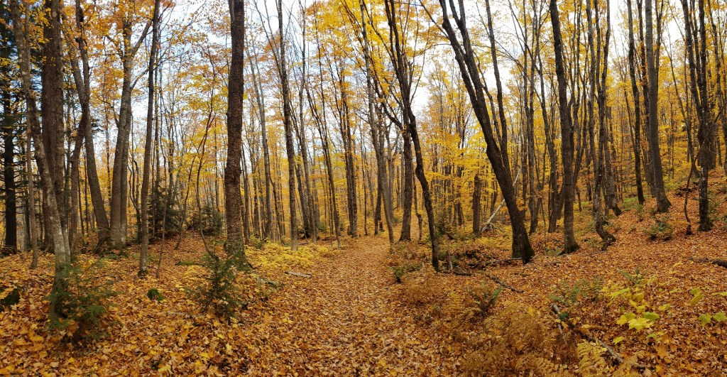 golden autumn foliage along the Summit Peak loop trail, Porcupine Mountains, Upper Michigan