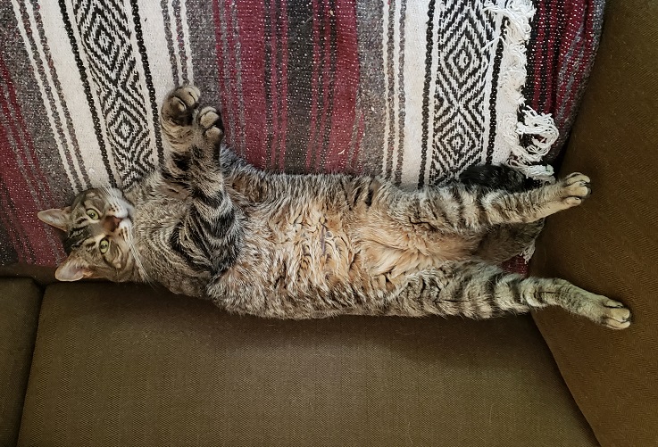 photo of Sparky, the author's cat, a salt-and-pepper tabby, lounging on a sofa like a Roman senator