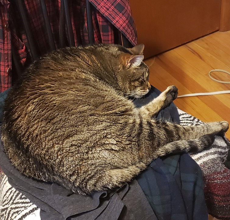 photo of Sparky, a standard short-haired tabby cat. He has a salt and pepper, tiger stripe coat, although in this photo he appears to be mostly a uniform gray with a few stripes across his hind legs and a touch of orange around the base of his ears