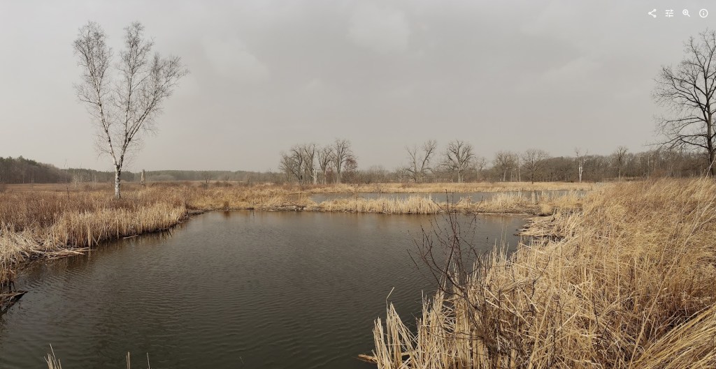 photo of the wetlands on the Curtis Prairie portion of the UW-Madison arboretum, with a pond in the foreground and barren trees in the middle and background