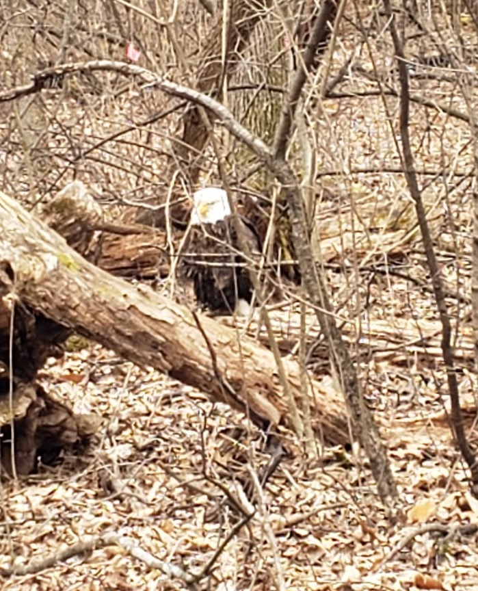 photo of a bald eagle sitting on a log beside the trail