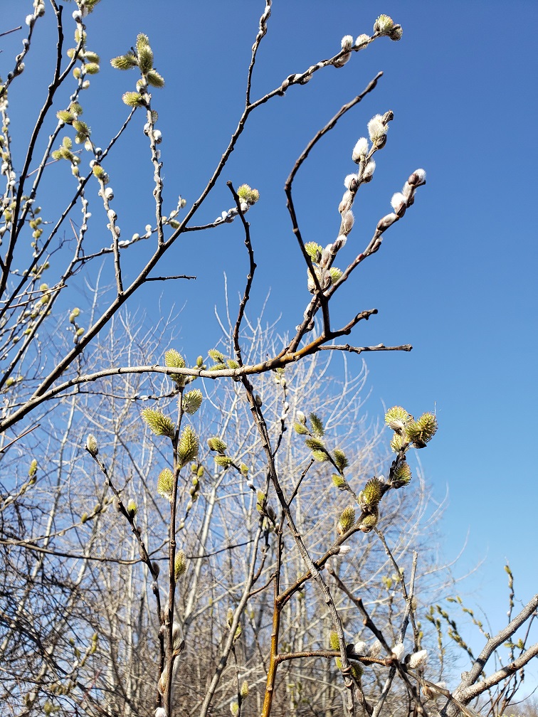 photo of fresh green buds breaking out on a tree branch