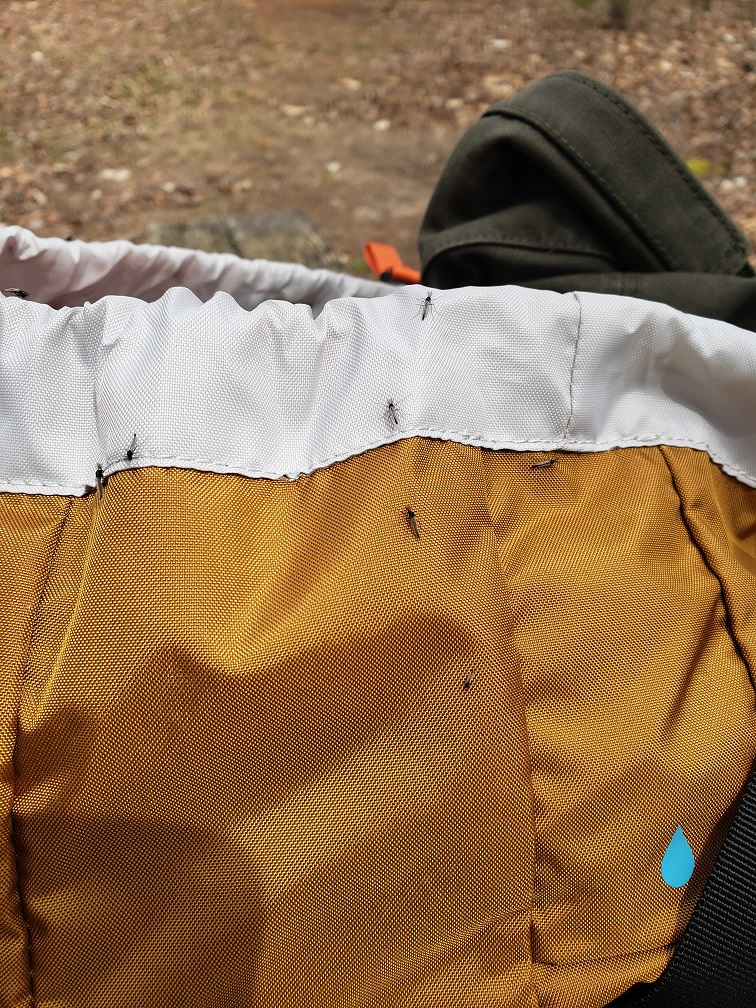 photo of the flies that constantly followed the author around during his visit to Newport State Park, Wisconsin