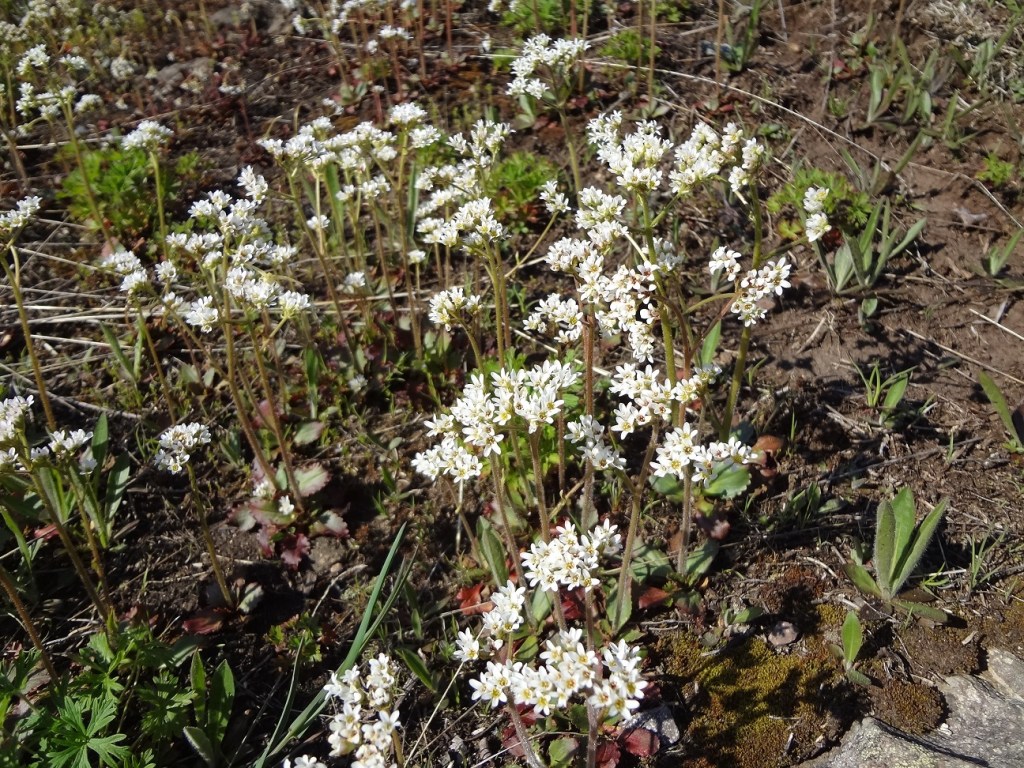Early Saxifrage, a cluster of round leaves at the base of a stalk with small white flower at the top