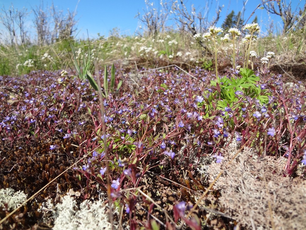 maiden blue eyed Mary - a very short-stemmed plant with tiny blue blossoms that grows in clusters on the hilltops