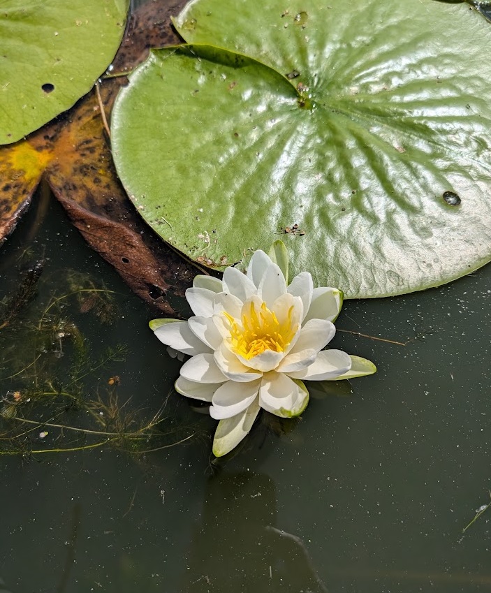 to paddle or not to paddle