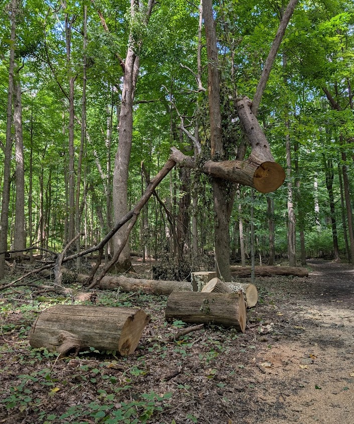 photo of the upper half of a fallen tree hanging from the top of another tree
