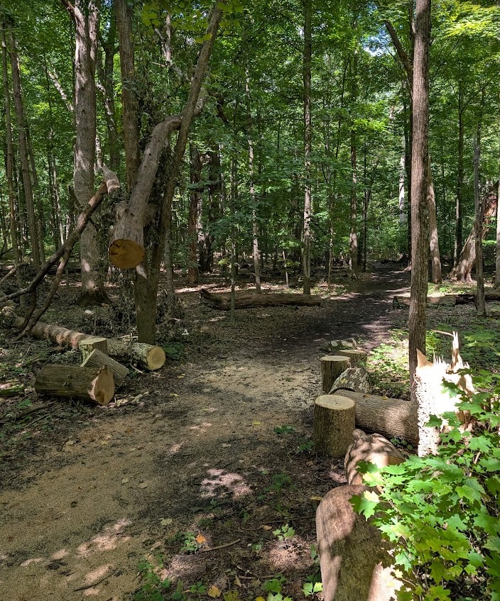 photo of a fallen tree, now cut and cleared from a footpath through the arboretum in Madison WI