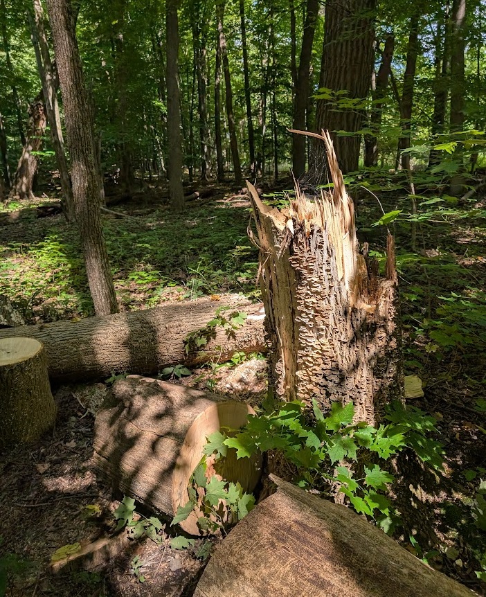 photo of the broken-off stump of a fallen tree