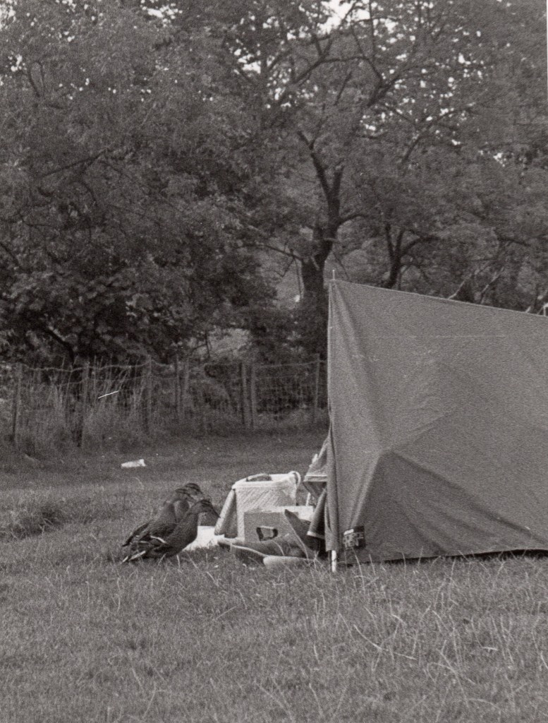 Mallard hens beg for food at the tent of a camper in a farm yard
