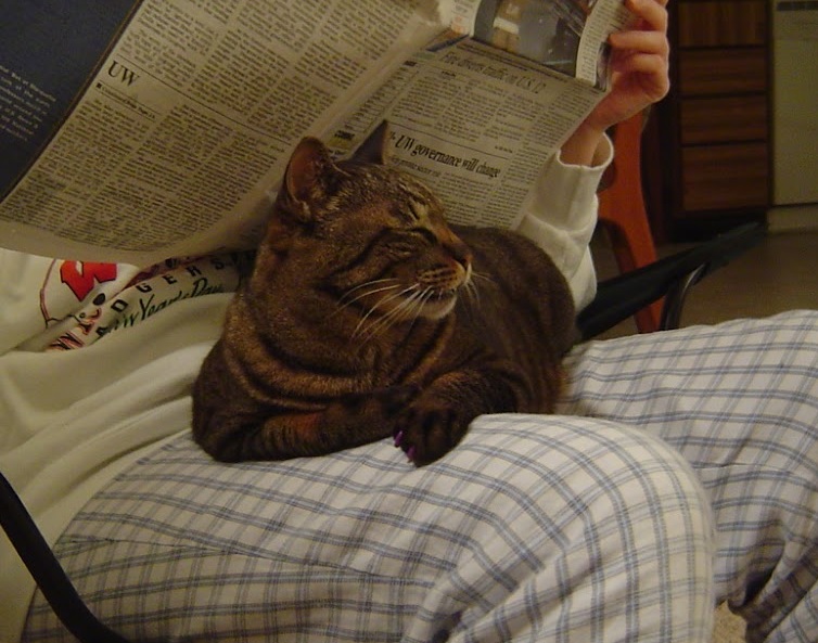 a black-striped tabby cat sits on somebody's lap