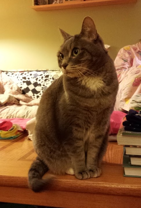 a standard gray house cat with a bright white bib and green eyes