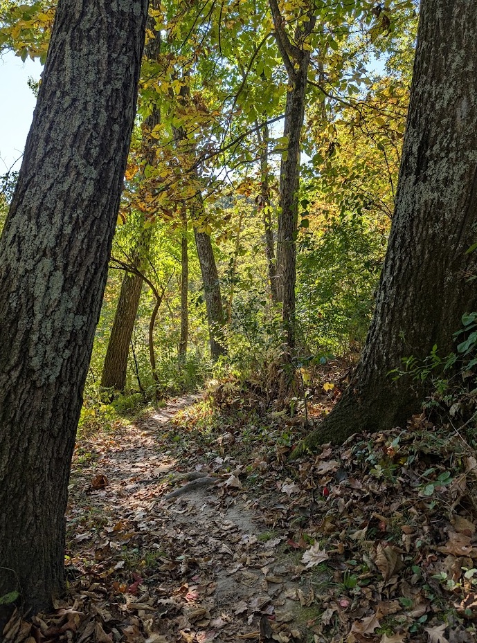 a forest trail framed between the thick trunks of two tall trees; brown fallen leaves litter the ground; the morning sun is filtered through the forest canopy