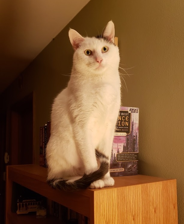 a white standard / Siamese mix sits on top of a book shelf; he has a black cap and a black tail
