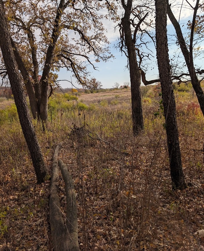 sparse ground cover and brown fallen leaves in the foreground; mostly bare tree trunks in the foreground and middle ground; a gently-sloping hill overgrown with bushes and grass in the background; a partly overcast sky