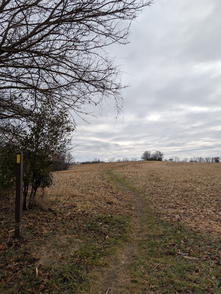 image of a trail through a corn field