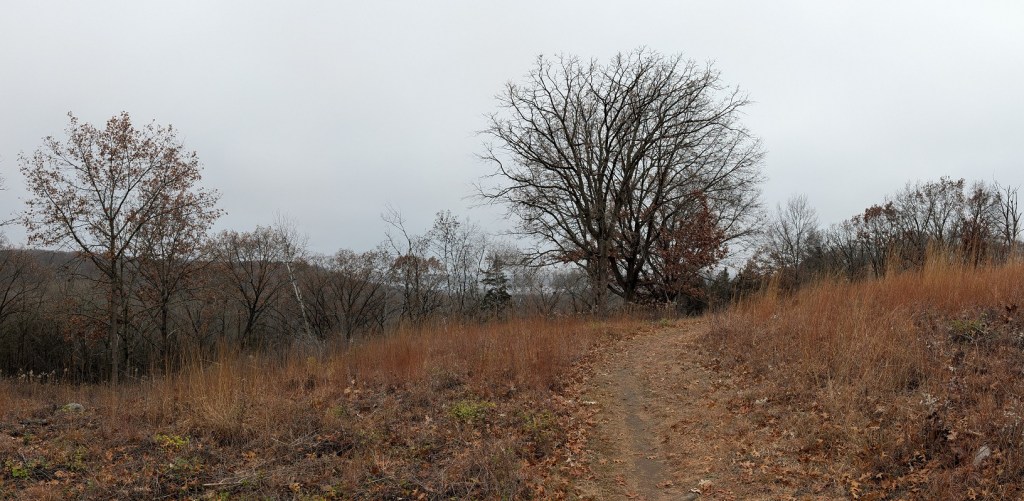 a trail cuts through high grass in the foreground, oak trees tower in the background.