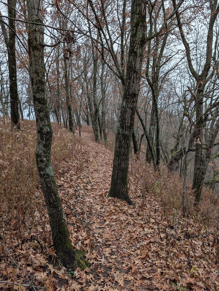 a trail through a wooded hilltop covered in fallen oak leaves