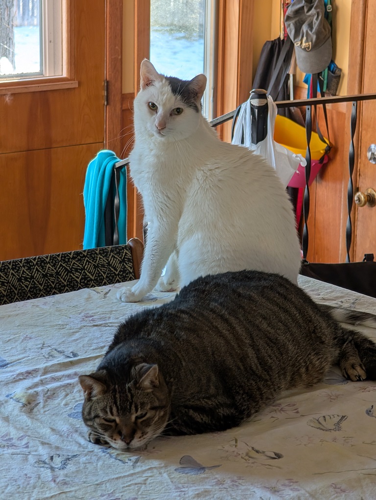 a white cat with a black fur cap and a grey tabby with black tiger stripes rest on a table