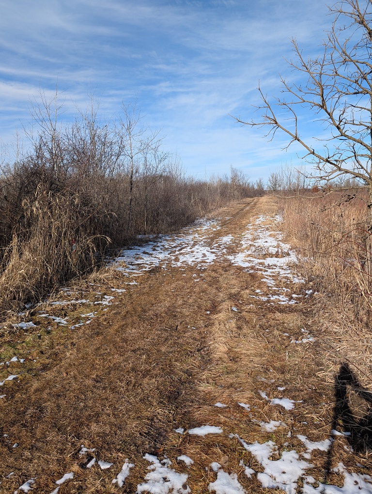 a trail stretches as far as the eye can see across a field growing with prairie grass; the sky is mostly clear with high wispy clouds