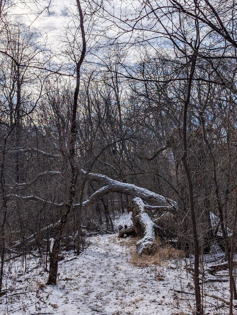 a large oak tree trunk, fallen across a trail through a wooded area; the trunk is high in the air, propped up by its branches; there is plenty of room under the trunk for hikers to walk underneath; a light snow covers the ground; the sky is partly cloudy