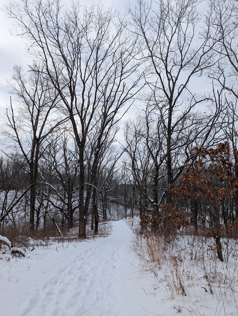 a snow-covered trail cuts a gap between tall leafless trees on either side of the trail; the sky is partly cloudy
