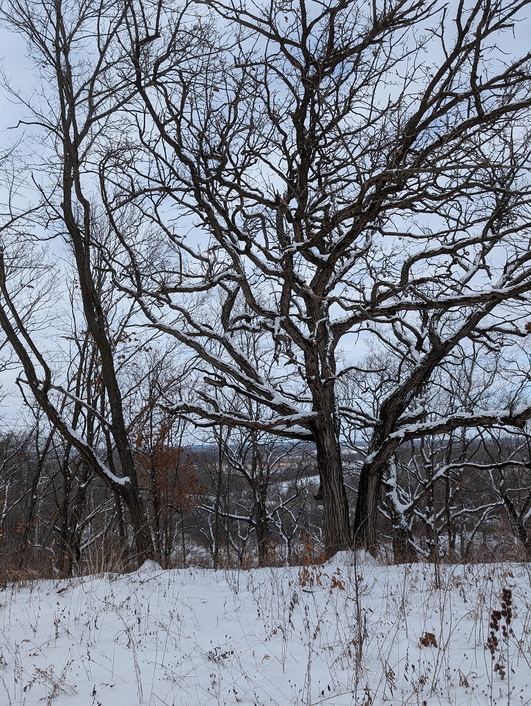 the dark, twisted, leafless branches of a snow-covered oak tree stand in stark contrast against an overcast sky; moderately deep snow covers the ground