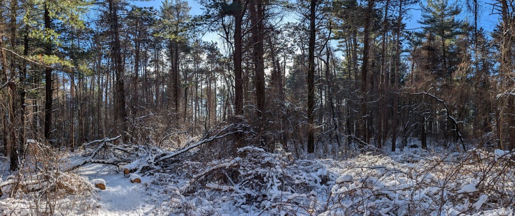 sunlight shines through a stand of towering pine trees; snow covers the ground and the tangled brush on the floor of the forest; the sky is clear blue