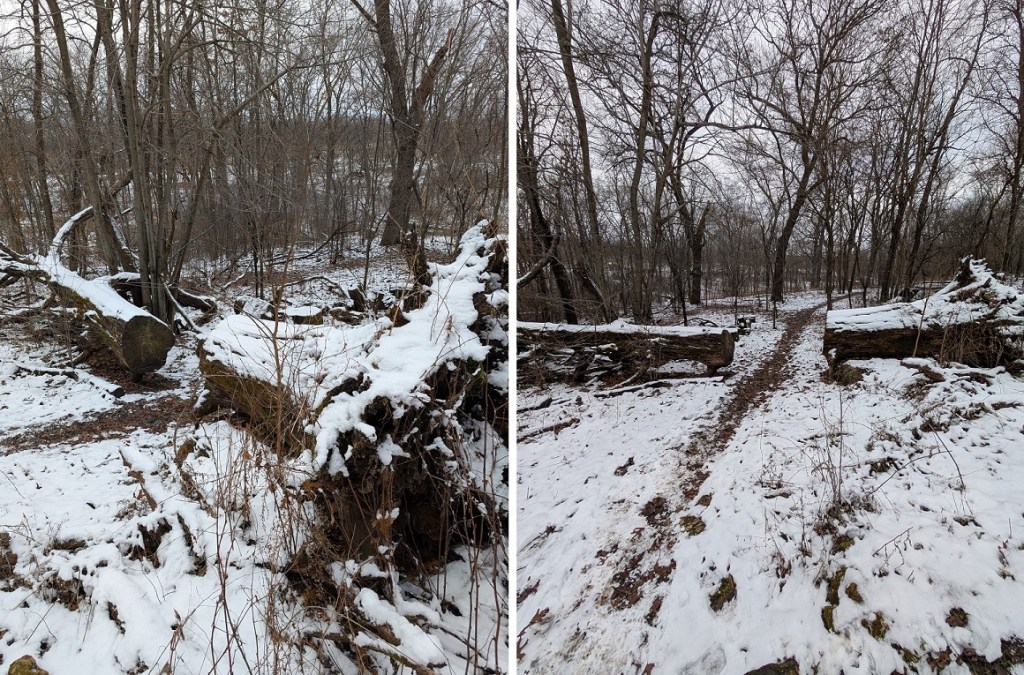 a large tree lies fallen across a trail; someone has cut a cap in the middle of the tree so hikers may walk through instead of around it; light snow covers the ground; leafless trees tower in the background; the sky is overcast