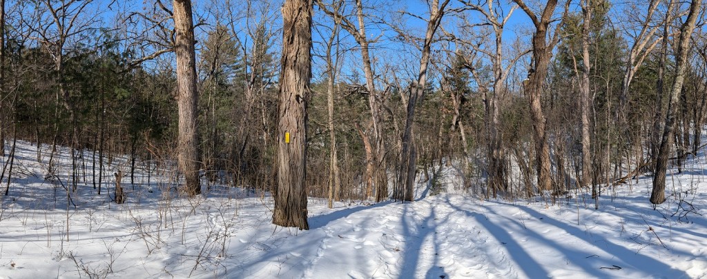 a mix of pines and leafless trees in a forest; snow covers the ground; the sky is clear blue; long shadows crisscross the snow