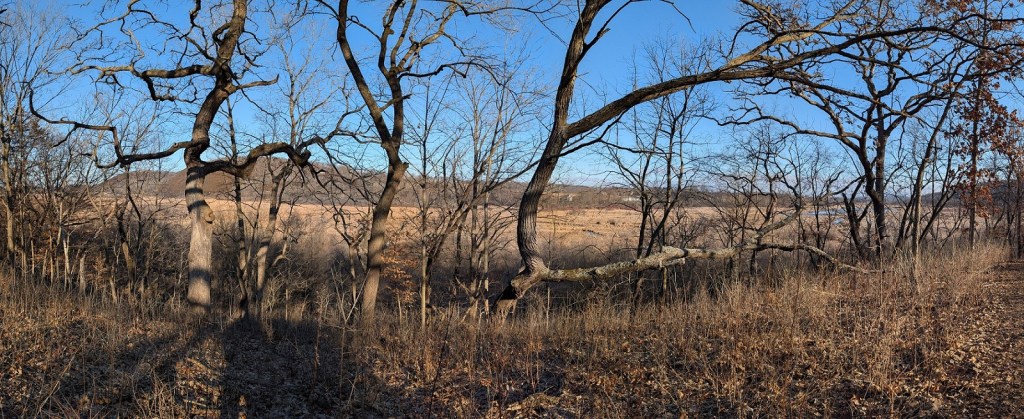 dry brown grass grows in the foreground; gnarled trees dominate the middle ground; wetland marsh grass grows beyond the trees; a tree-covered hill stands on the horizon; the sky is deep blue