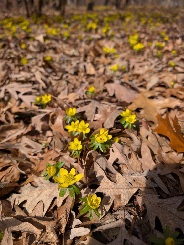 Winter Aconite, aka Winter Wolf's Bane