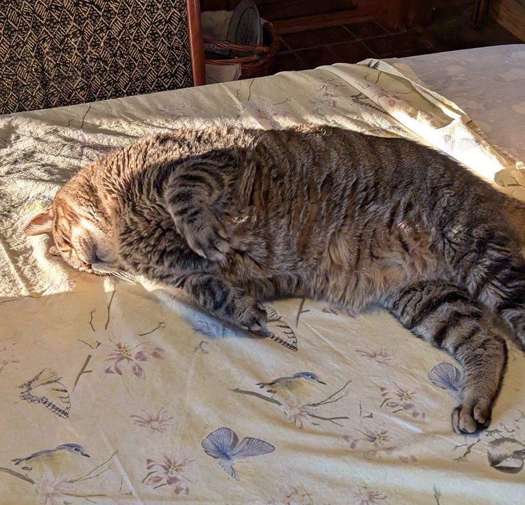 a brownish-gray tabby cat with black stripes lounges in a patch of sunshine on a table